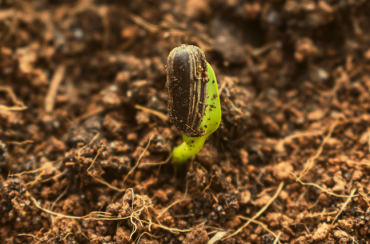 Jardinagem Biodinâmica: desenvolvimento e implantação do horto biodinâmico com espécies medicinais, aromáticas, condimentares e florais na área verde da Faculdade Rudolf Steiner.