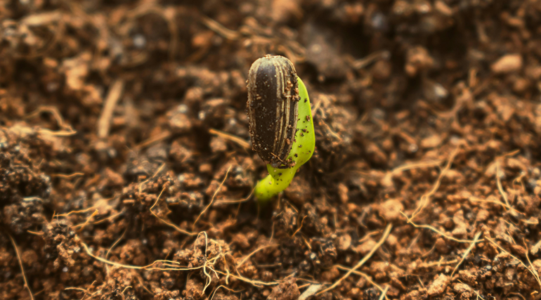 Jardinagem Biodinâmica: desenvolvimento e implantação do horto biodinâmico com espécies medicinais, aromáticas, condimentares e florais na área verde da Faculdade Rudolf Steiner.